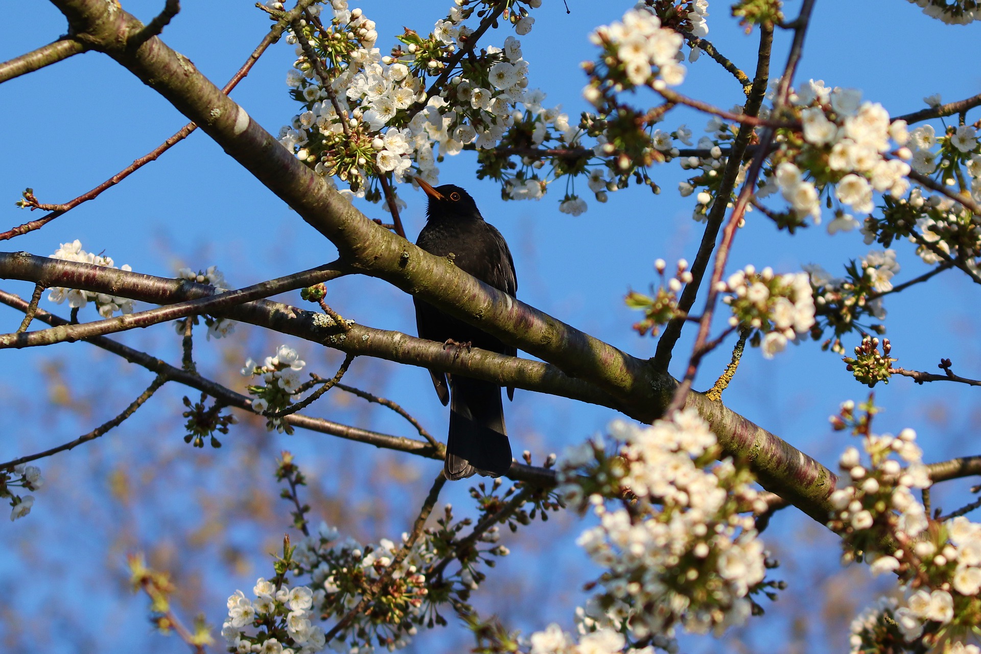 Blossoms and Blackbirds